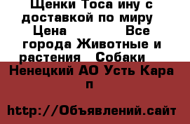 Щенки Тоса-ину с доставкой по миру › Цена ­ 68 000 - Все города Животные и растения » Собаки   . Ненецкий АО,Усть-Кара п.